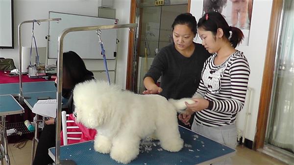 北京雪思嘉宠物美容培训学校有哪些优势？