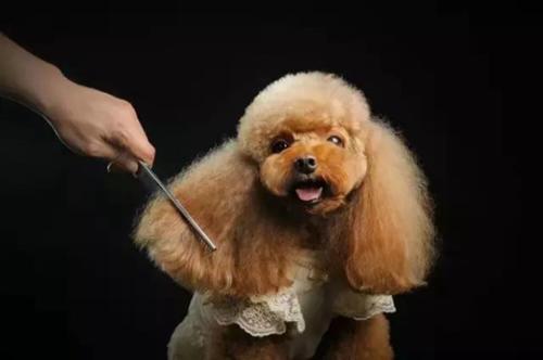 狗狗美容注意什么？北京雪思嘉宠物美容师培训学校教你方法！