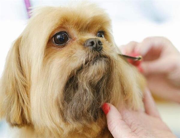 想要学习宠物美容？为什么不选择北京雪思嘉宠物美容培训？